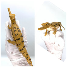 画像をギャラリービューアに読み込む, 【ガビアル赤ちゃんのリップが入る指輪】