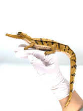 画像をギャラリービューアに読み込む, 【ガビアル赤ちゃんのリップが入る指輪】