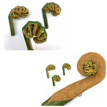 画像をギャラリービューアに読み込む, ヒカゲヘゴの新芽ポーチ