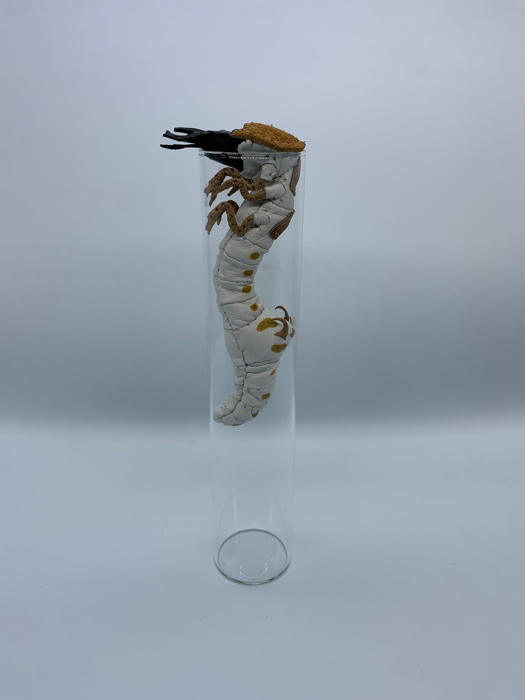 ハンミョウ幼虫のガラス瓶ケース