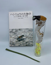 Load image into Gallery viewer, ハンミョウ幼虫のガラス瓶ケース