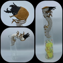Load image into Gallery viewer, ハンミョウ幼虫のガラス瓶ケース