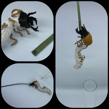 Load image into Gallery viewer, ハンミョウ幼虫のガラス瓶ケース