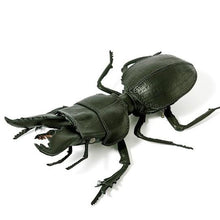 Load image into Gallery viewer, マダガスカルヒョウタンゴミムシのBAG Crepidopterus decorsei