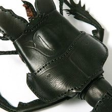 Load image into Gallery viewer, マダガスカルヒョウタンゴミムシのBAG Crepidopterus decorsei