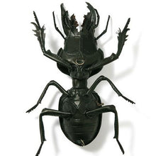 Load image into Gallery viewer, マダガスカルヒョウタンゴミムシのBAG Crepidopterus decorsei