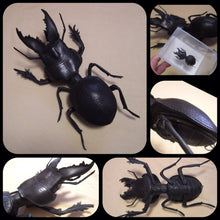 Load image into Gallery viewer, マダガスカルヒョウタンゴミムシのBAG Crepidopterus decorsei