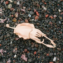 画像をギャラリービューアに読み込む, Sepia esculenta  コウイカのキーケース