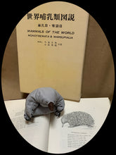 画像をギャラリービューアに読み込む, ハリモグラの赤ちゃんのペーパーウエイト