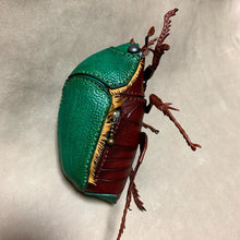 Load image into Gallery viewer, アオドウガネのポーチ Anomala albopilosa pouch