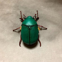 Load image into Gallery viewer, アオドウガネのポーチ Anomala albopilosa pouch