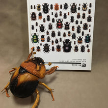 画像をギャラリービューアに読み込む, ムネアカセンチコガネのポーチ Geotrupidae pouch