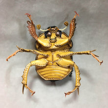 画像をギャラリービューアに読み込む, ムネアカセンチコガネのポーチ Geotrupidae pouch