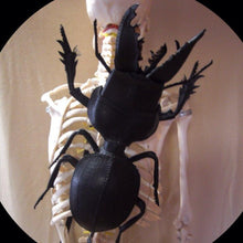 Load image into Gallery viewer, マダガスカルヒョウタンゴミムシのBAG Crepidopterus decorsei