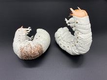 画像をギャラリービューアに読み込む, オオセンチコガネの幼虫のペーパーウエイト