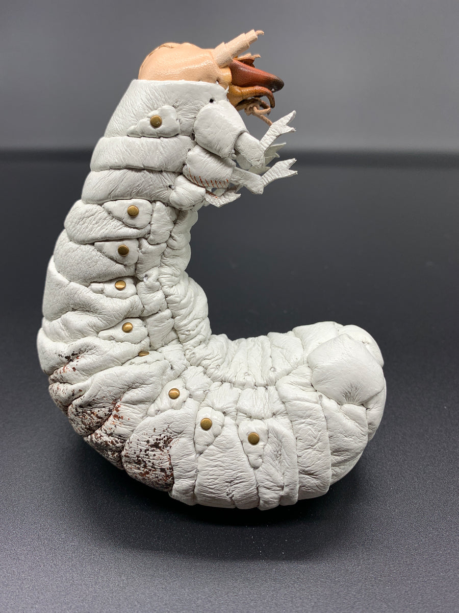 幼虫 オオセンチコガネの幼虫のペーパーウエイト – あまのじゃくとへそまがり