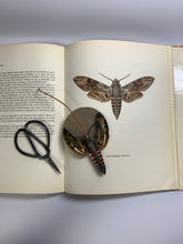 画像をギャラリービューアに読み込む, エビガラスズメの鋏入れ