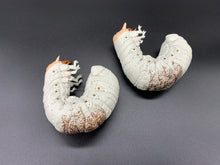 画像をギャラリービューアに読み込む, オオセンチコガネの幼虫のペーパーウエイト