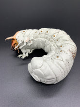 画像をギャラリービューアに読み込む, オオセンチコガネの幼虫のペーパーウエイト