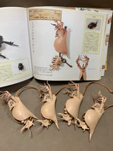 画像をギャラリービューアに読み込む, ミジンコのケース Daphnia pulex