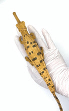 画像をギャラリービューアに読み込む, 【ガビアル赤ちゃんのリップが入る指輪】
