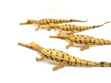 画像をギャラリービューアに読み込む, 【ガビアル赤ちゃんのリップが入る指輪】
